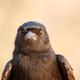 Image for article titled African Bird Steals Food by Stacking Lies Upon Lies